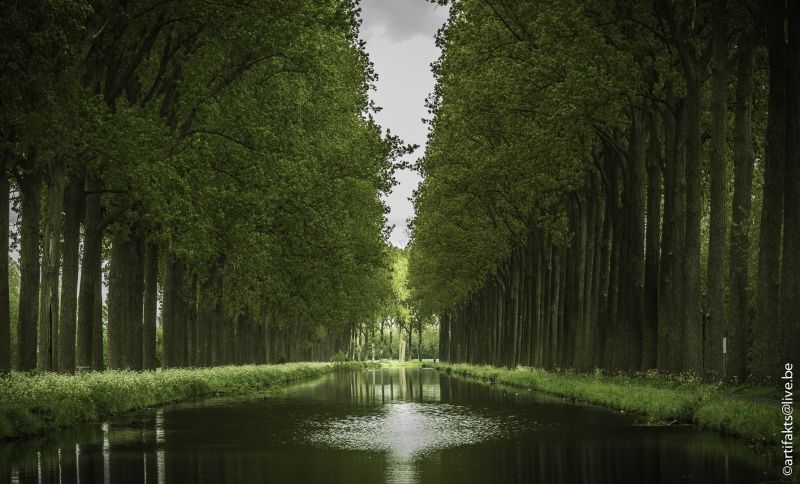 odraz, voda, zelená, Příroda, strom, vegetace