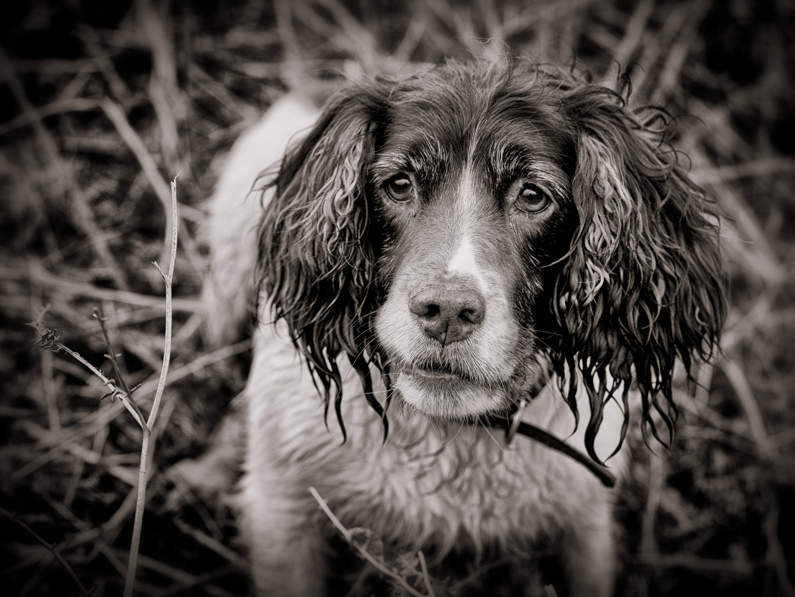 nero, monocromo, cane, Canone, Animali, Mono, bianco e nero, animale, all'aperto, bw, nero bianco, al di fuori, mammifero, bianco e nero, fotografia in bianco e nero, vertebrato, cane come mammifero, setter, spaniel, canon5dmarkll, littledoglaughednoiret, Mollie, molliemunch, englishspringer, springerspaniel