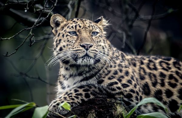 wildlife, big cats, Zoo, whiskers, leopard, sadness