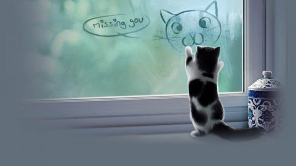 1920x1080 px, cat, funny, grumpy, humor, kitten