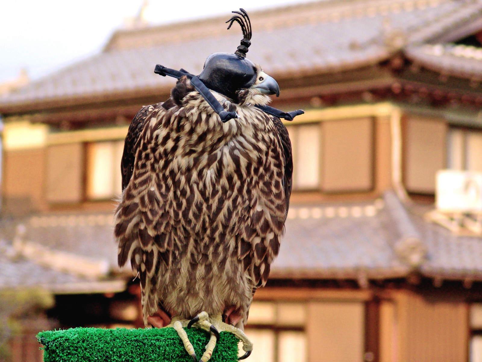 Japonsko, krajina, ulice, stvoření, Příroda, zima, Fotoaparát, Sony, dravý pták, bokeh, orel, objektiv, zobák, Sokol, raptor, výstřel, Únor, 2004, scéna, zvíře, pták, divoký, fotografie, jestřáb, Pírko, fotografie, carlzeiss, obrázek, fauna, cybershot, prasknutí, momentka, variosonnar, sokolník, dscf828, birdphoto, Gifu, animalphoto, Kani
