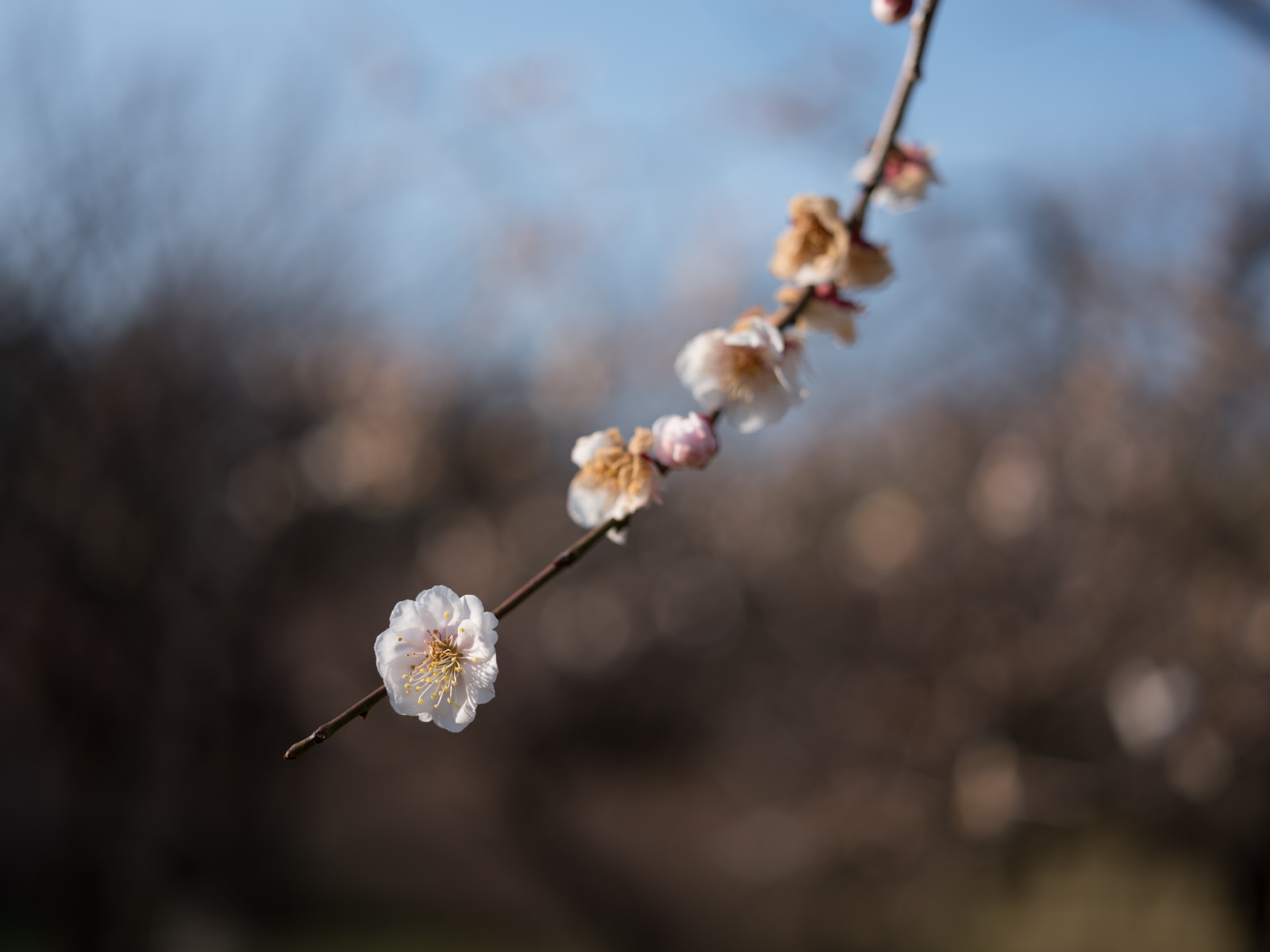 Japan, sollys, natur, vinter, afdeling, frost, cherry blossom, blomst, forår, Tokyo, Fujifilm, Jp, træ, efterår, blad, blomst, plante, sæson, flora, knop, fuji, Fujinon, gf, gf63mm, gf63mmf28rwr, GFX, gfx50s, jindaibotanicalgardens, Chofu, Kvist, fremstille, tæt på, makrofotografering, stængelplante