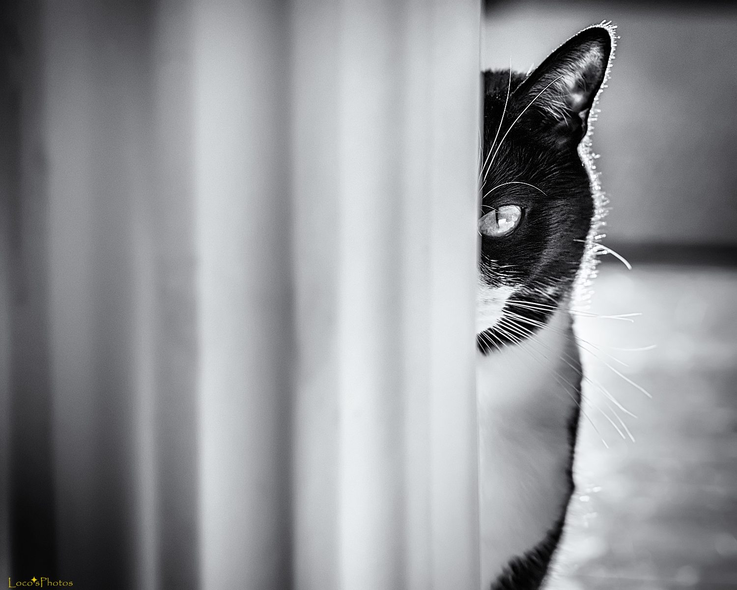 bílý, Černá, kočka, černobílý, fotografování, domácí zvíře, Kočkovitý, smoking, Viněta, pentax, zvíře, tělesné, oko, nik, ženský, fotografie, tma, křídlo, Černý a bílý, monochromatické fotografování, zblízka, silverefex, Fannie, K30, domesticshorthair, da5514
