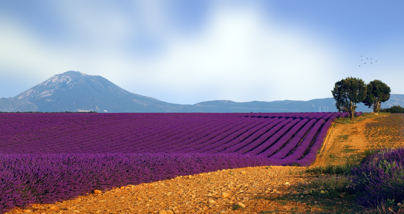 krajina, kopec, Příroda, nebe, pole, fotografování, ráno, horizont, levandule, plošina, řepkového, mrak, hora, květ, lučina, rostlina, zemědělství, prostý, divoká rostlina, prérie, venkov, suchozemská rostlina, kvetoucí rostlina, horských reliéf, tráva rodina