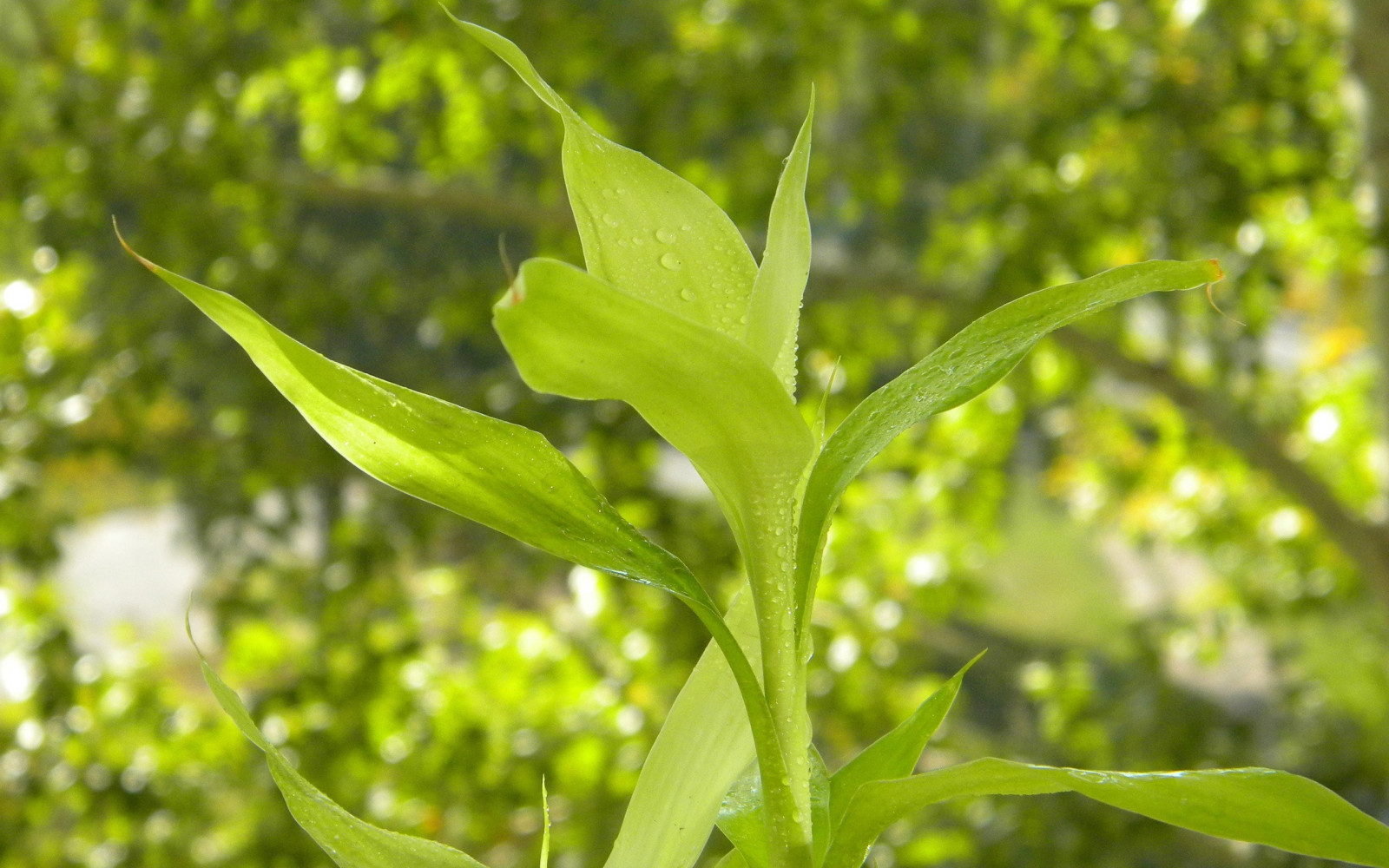 slunečnímu záření, listy, jídlo, Příroda, tráva, větev, zelená, strom, list, květ, rostlina, flóra, kapky, divoká rostlina, vyrobit, botanika, suchozemská rostlina, kvetoucí rostlina, dřevina, keř, tráva rodina, závod stonek, opadavý