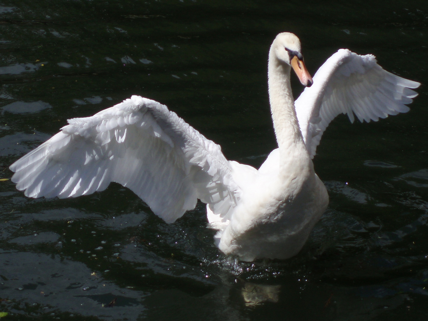 labuť, pták, vodní pták, kachen, hus a labutě, zobák, fauna, vodní ptáci, voda, kachna, Pírko, křídlo, rybník, Volně žijících živočichů, husa, mořský pták