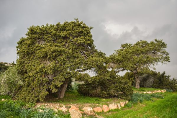 trees,grass,park