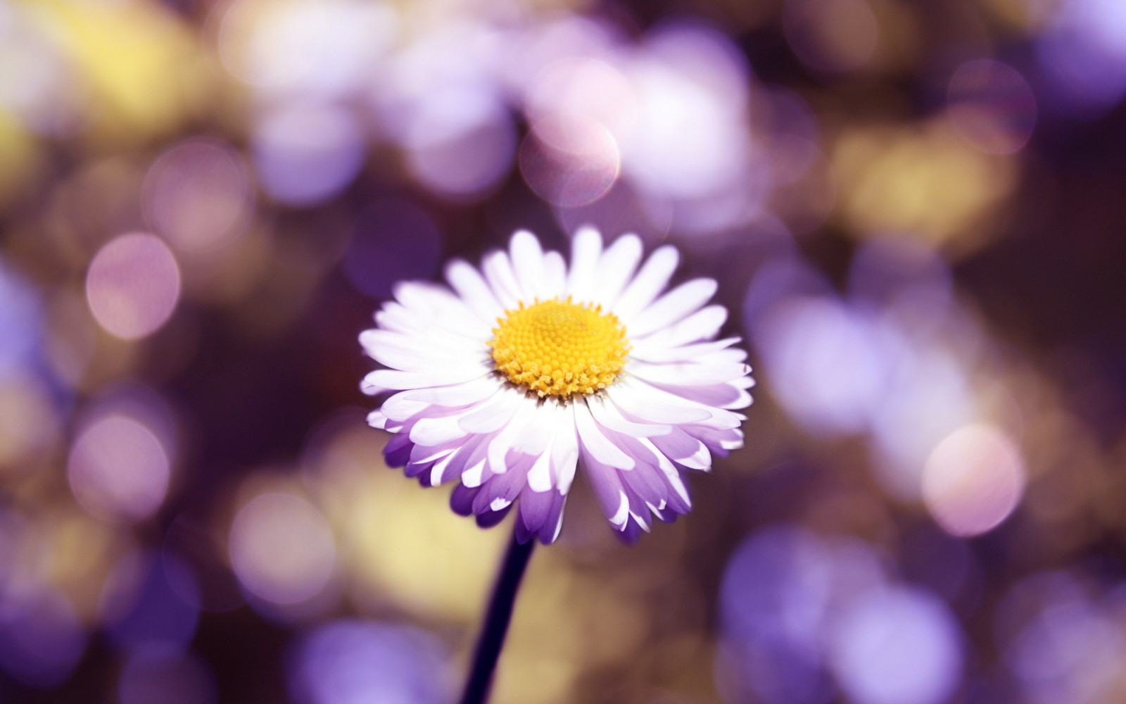 fiore, bagliore, petali