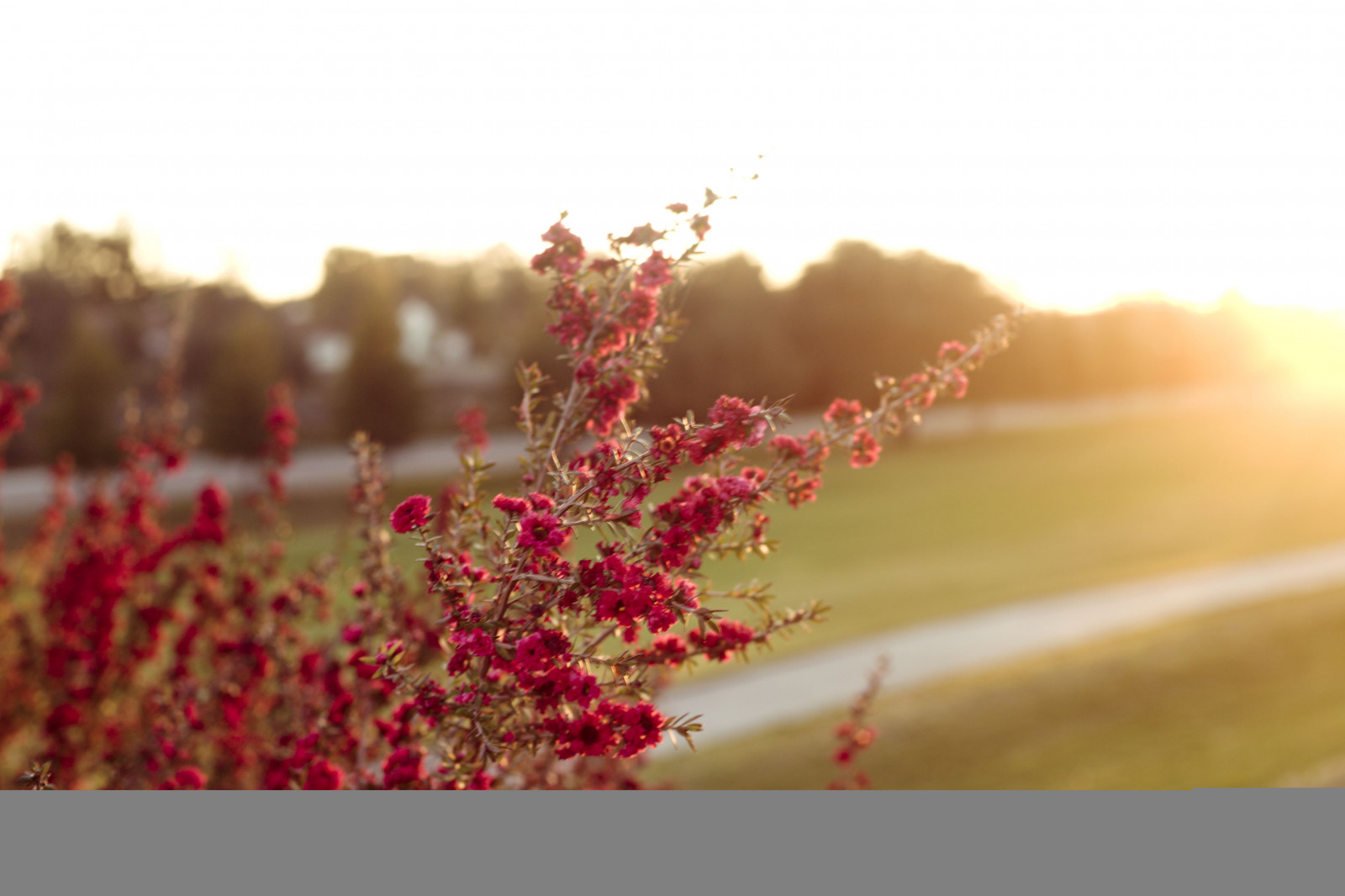 Wallpaper sunlight, sunset, flowers, red, winter, branch, blossom