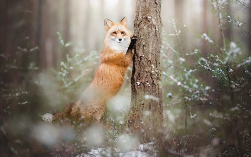Natur, Schnee, Winter, Tierwelt, Tiere, Ast Natur, Schnee, Winter, Tierwelt, Tiere, Ast