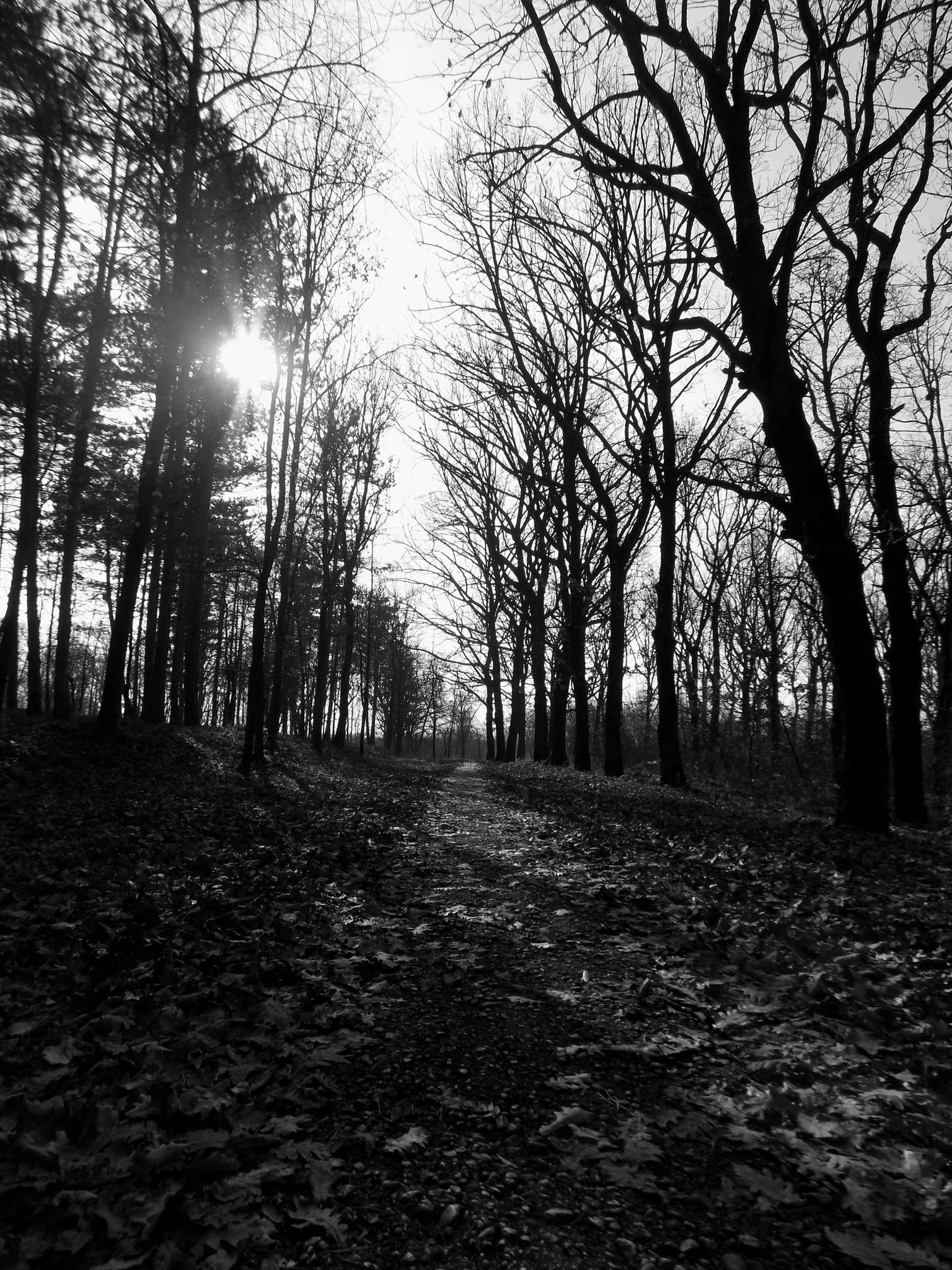 デスクトップ壁紙 日光 森林 草 パーク 冬 ブランチ 朝 セルビア パス クラグイェヴァク 秋 葉 工場 シーズン 闇 1536x48 Px 生息地 自然環境 大気現象 黒と白 モノクロ写真 木質植物 1536x48 Wallup 5155 デスクトップ壁紙