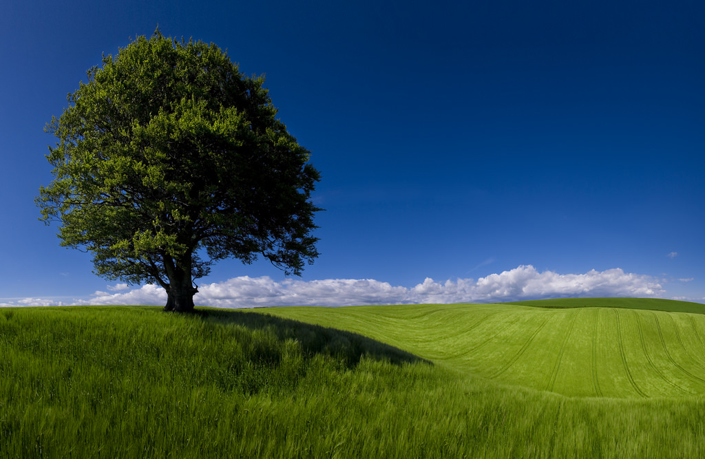 slunečnímu záření, krajina, kopec, Příroda, tráva, nebe, pole, zelená, hospodařit, Kánon, horizont, panoráma, Spojené království, Wales, Cardiff, mrak, strom, 24105, 5 d, hora, lučina, pano, prozkoumat, rostlina, prozkoumal, pastvina, galerie, zemědělství, louka, prostý, eos, zajímavost, Británie, trávník, prérie, Cymru, wentloog, welshflickrcymru, stevegarrington, venkov, místo výskytu, přírodní prostředí, dřevina, geografický rys, ekosystém, tráva rodina, Caerdydd, WFC, canoneos5d, ef24105f4l, PTGui, pantools