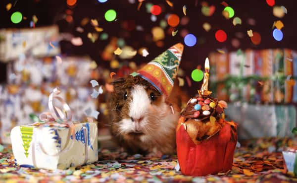 guinea pig,holiday,multicolored