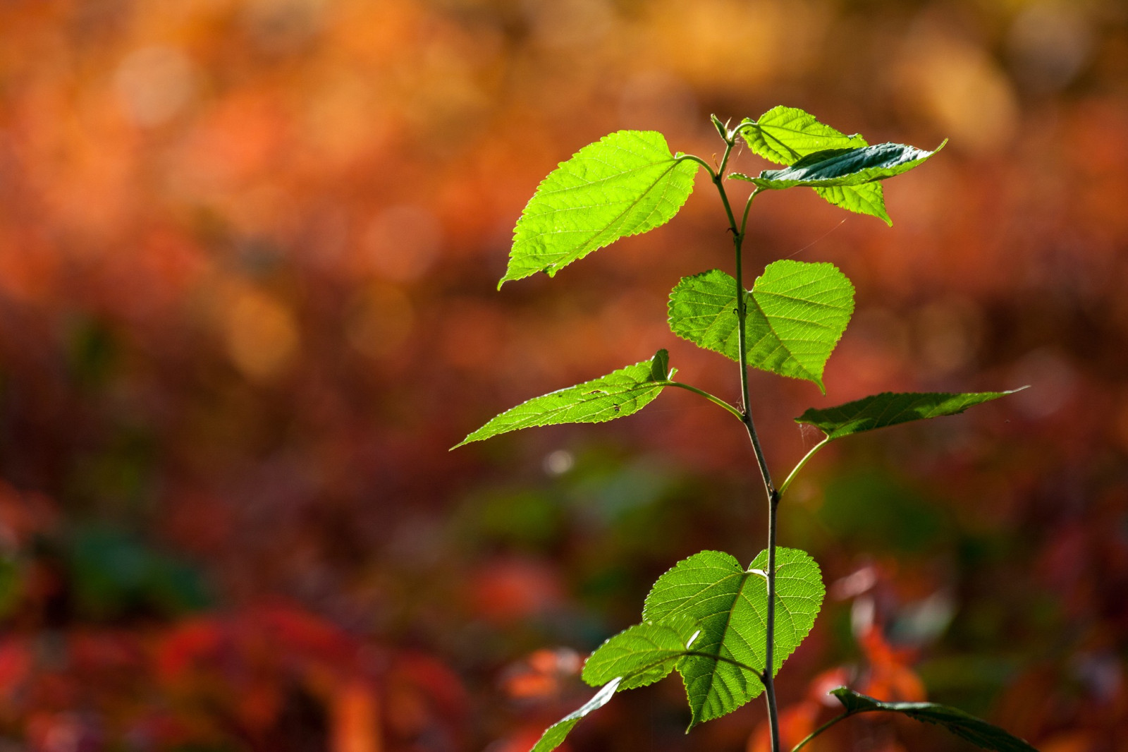 lumière du soleil, la nature, les plantes, Macro, branche, vert, arbre, l'automne, feuille, fleur, plante, saison, flore, faune, Fleur sauvage, botanique, Plante terrestre, plante à fleurs, fermer, arbuste, Photographie macro, Tige de plante, à feuilles caduques
