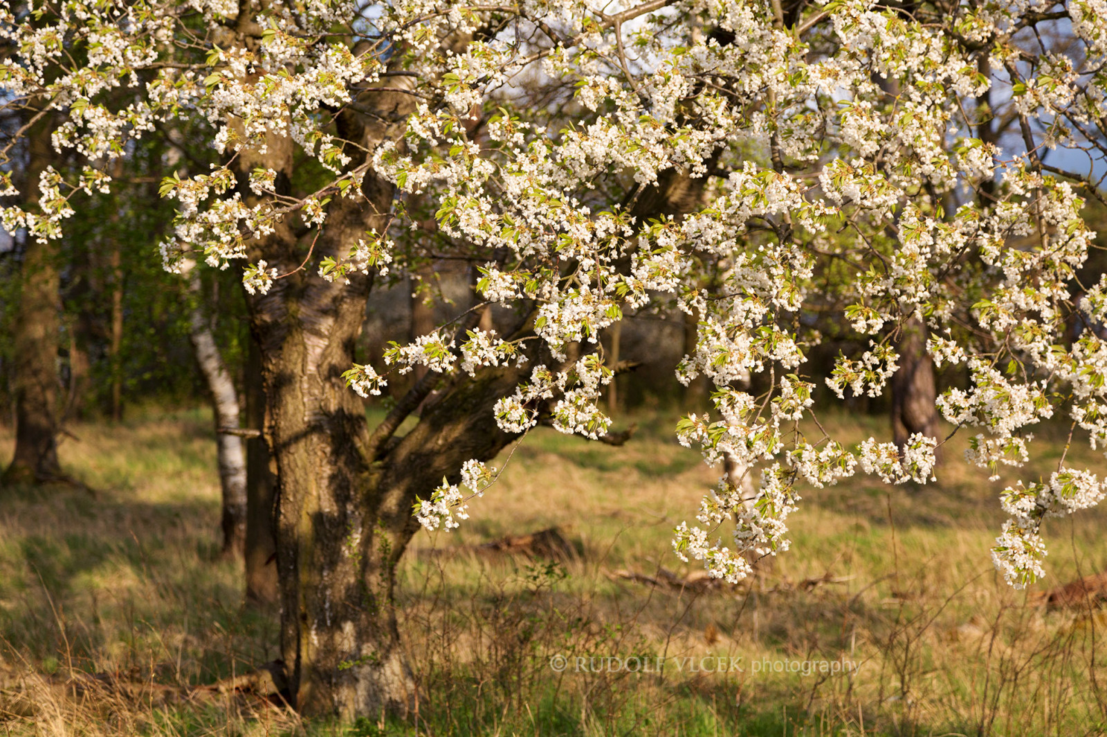 növény, kivirul, tavaszi, virág, fa, növényvilág, ág, Prunus, cserje, cseresznyevirág, cserjés, fű