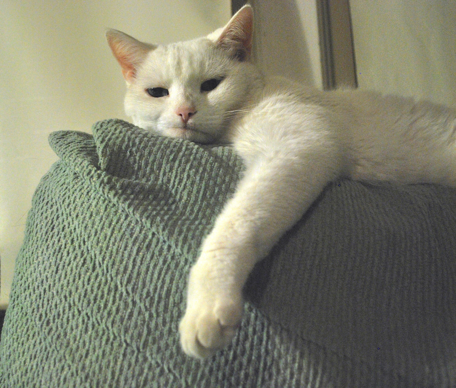 bílý, hloupý, mužský, kočka, gauč, Karlík, gauč, kitteh, macska, gatto, Katzen, brada, kot, ko ka, kedi, katt, Kissa, k ttur, mrzutý, Macka, kucing, kate, ma ek, ka je, pisica, cc700, gorbe