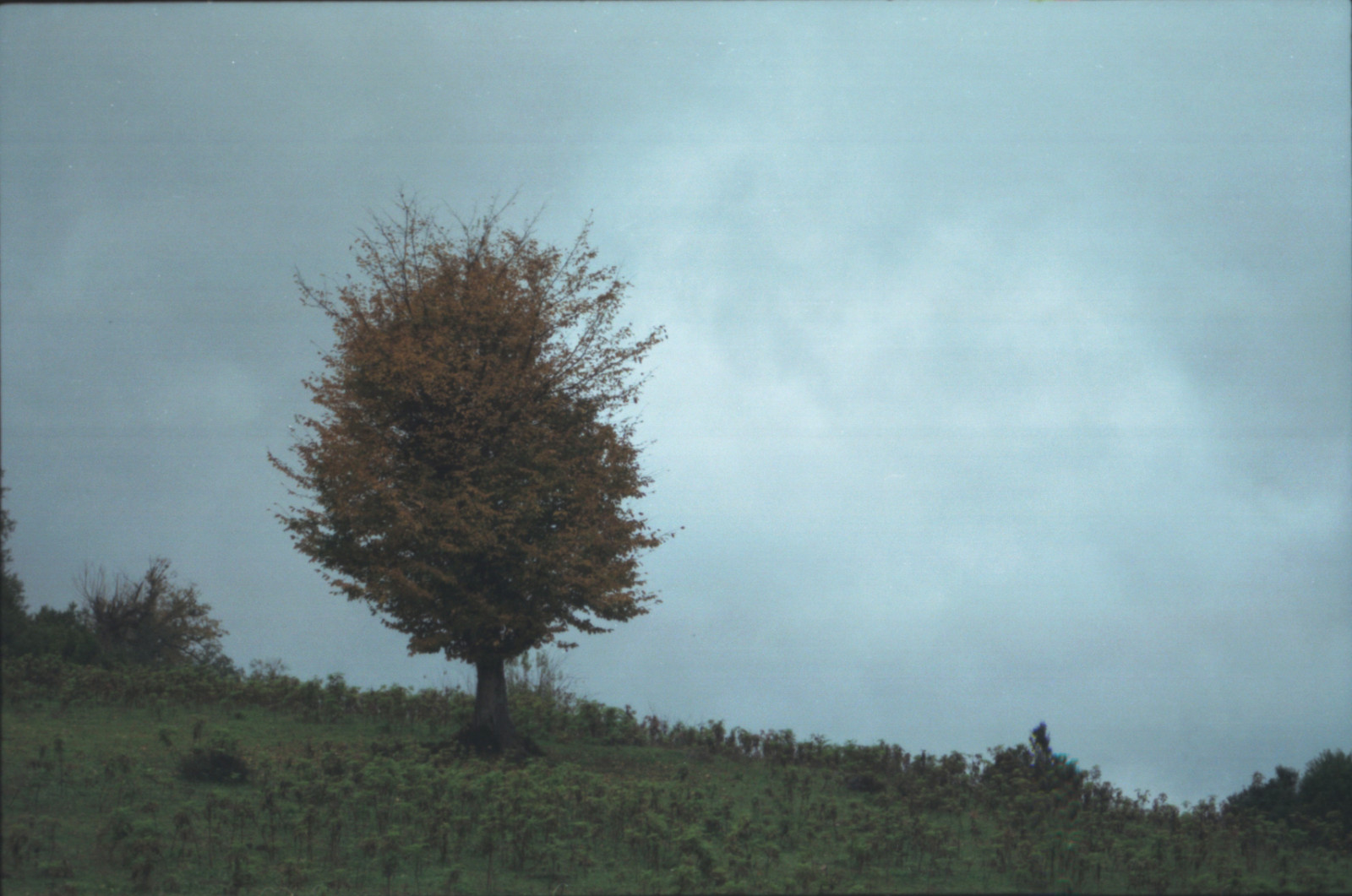 cielo, albero, pianta legnosa, nube, foglia, nebbia, fenomeno, mattina, ramo, nebbia, fenomeno meteorologico, erba, paesaggio, shrubland