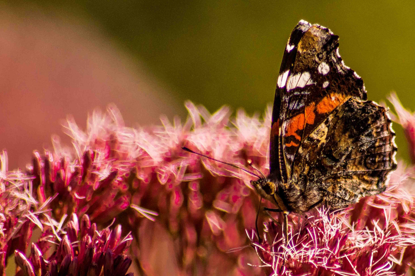 Příroda, motýl, hmyz, Norsko, Sony, pyl, štěnice, Bergen, květ, hmyz, natur, Hordaland, Fana, aboretet, sonyslta77, zblízka, makro fotografie, bezobratlý, členovců, organismus, nektar, opylovači, můry a motýli, motýl monarcha, štětec footed motýl