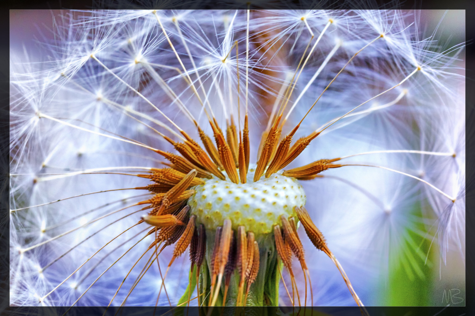 ดอกไม้, แมโคร, ธรรมชาติ, natur, ดอกแดนดิไลอัน, blume, makro, l wenzahn, pustblume, mygearandme, mygearandmepremium, mygearandmebronze, mygearandmesilver, mygearandmegold, กะพริบตา, bestofblinkwinners