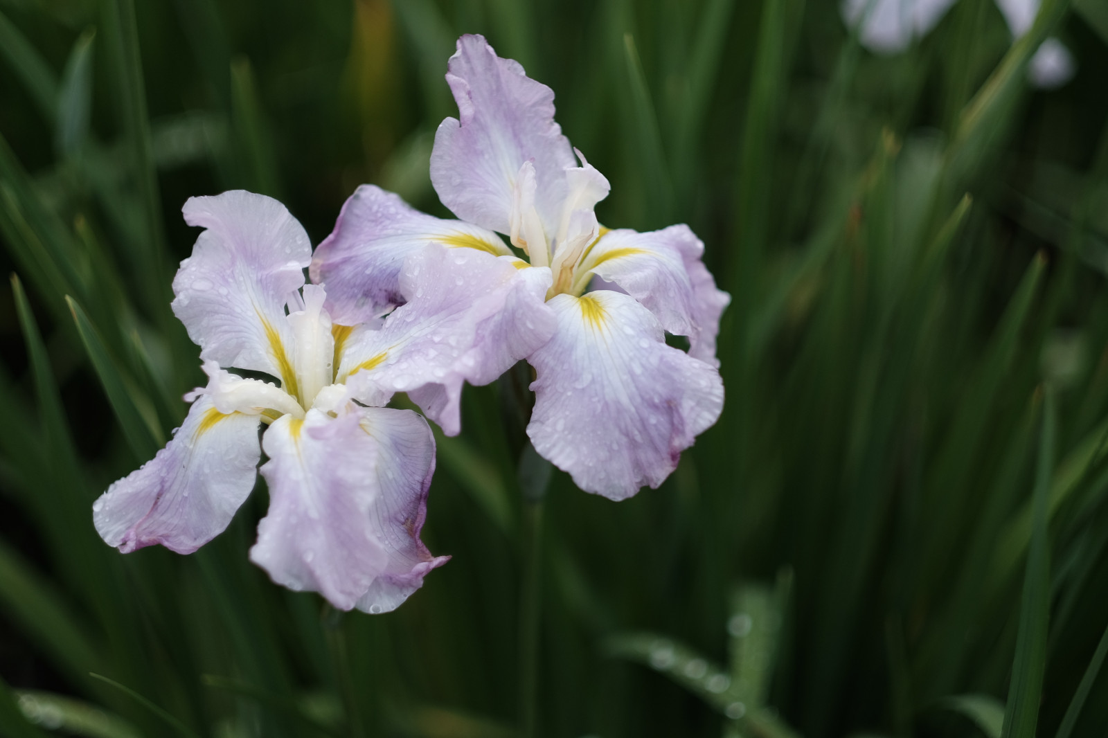 Wallpaper Gladiolus, Tokyo, fujifilm, Iris, flower, eye, flora