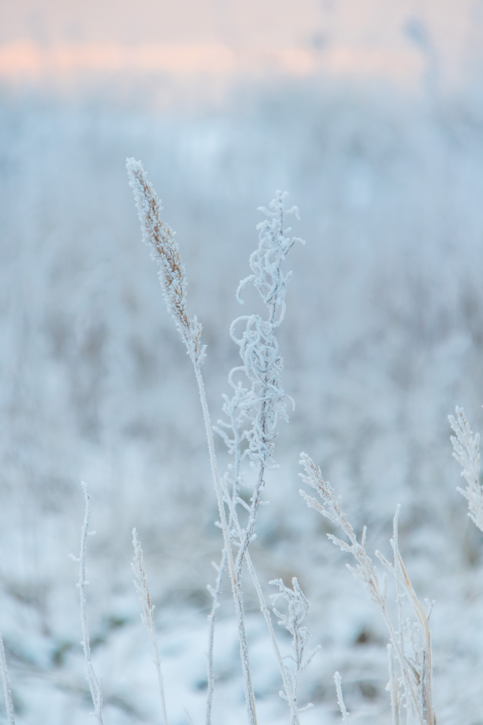 voda, tráva, sníh, zima, větev, led, Studený, mráz, Jinovatka, zmrazení, květ, počasí, sezóna, Vinter, kallt, exif modelu canoneos760d, geocountry, Kamera aby kánon, geocity, Model fotoaparátu canoneos760d, geostate, geolocation, EXIF čočka efs18200mmf3556is, EXIF otvor 56, exif focallength 200mm, exif aby kánon, exif isospeed 1250, skateholm, rimfrost, větvička, zblízka, makro fotografie, tráva rodina