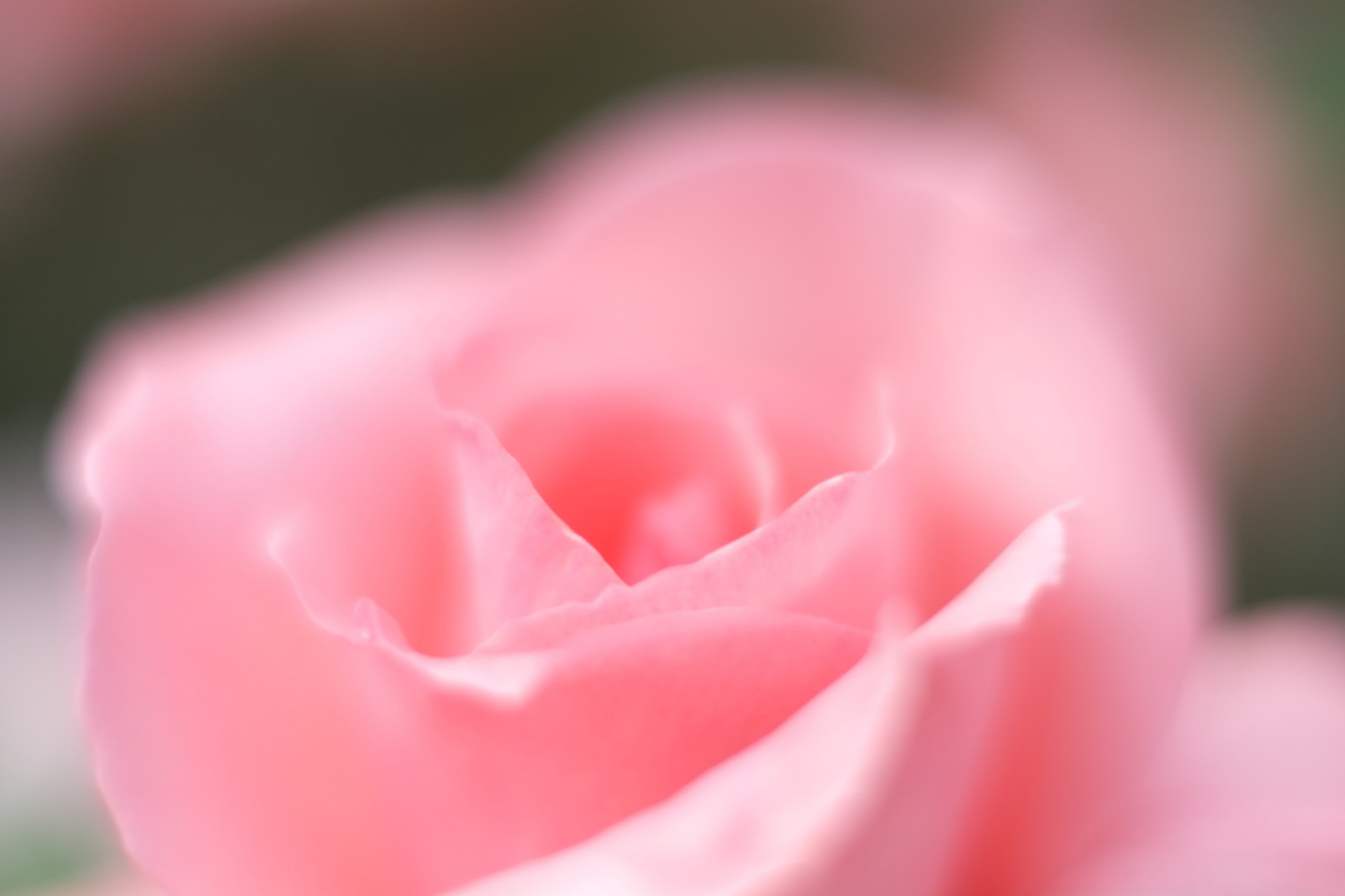 Červené, fotografování, růže, květ, růžový, Tokio, Fujifilm, květ, rostlina, okvětní lístek, Fujinon, Shinjuku, xpro1, xf, xf35mmf14r, x, shinjukugyoen, xf35mm, mcex, mcex11, suchozemská rostlina, kvetoucí rostlina, zblízka, makro fotografie, závod stonek, zahradní růže, růže rodina