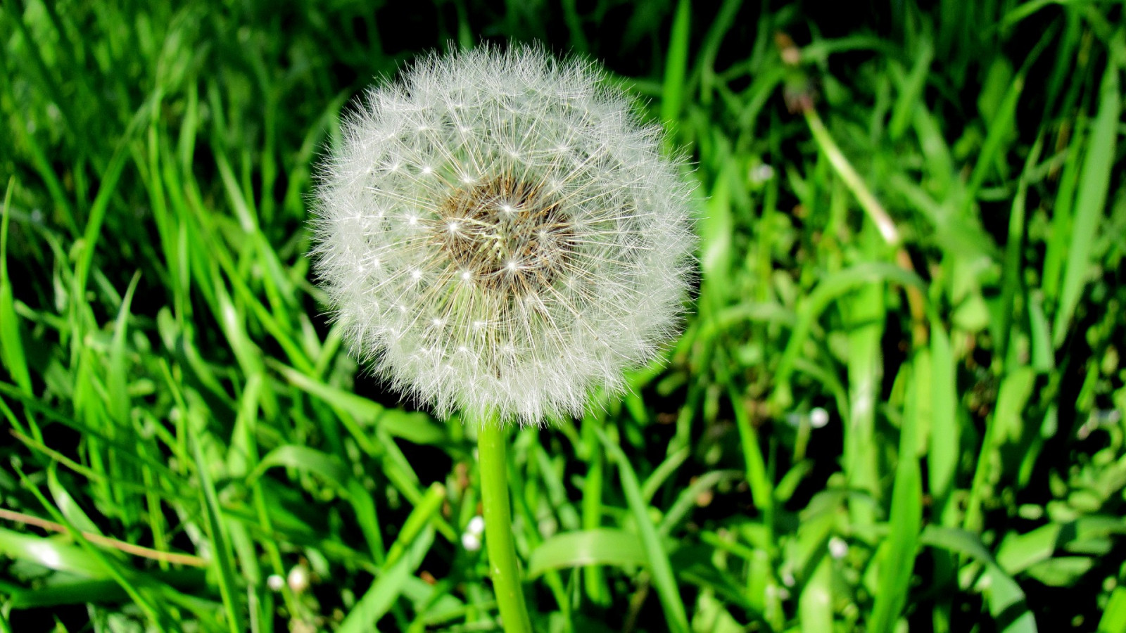 květiny, Příroda, tráva, makro, zelená, pampeliška, květ, rostlina, flóra, louka, divoká rostlina, 1920x1080 px, trávník, vyrobit, botanika, suchozemská rostlina, kvetoucí rostlina, zblízka, makro fotografie, tráva rodina, závod stonek, daisy rodina