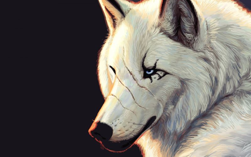 wolf, neus-, hoofd, zoogdier, artwork, manen wolf, neus-, hoofd, zoogdier, artwork, manen