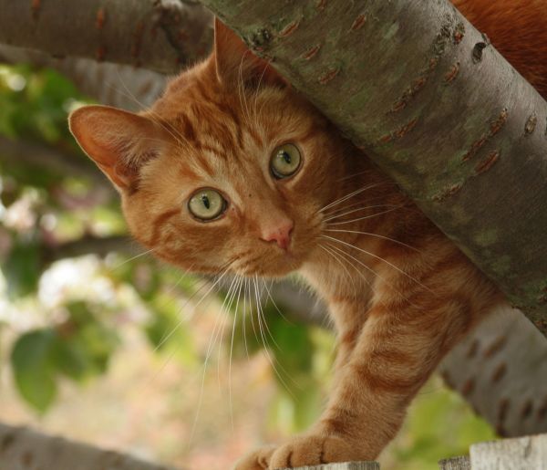 cats, animals, orange, Pets, tree, cat
