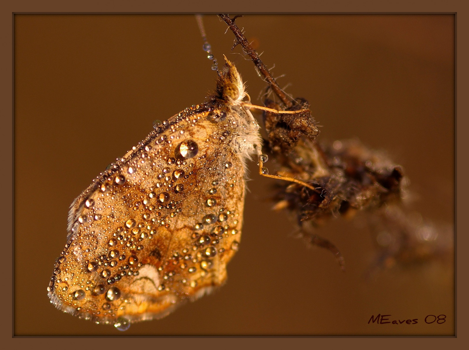 makro, Příroda, detailní, motýl, štěnice, hmyz, Illinois, plevel, pentax, půlměsíc, rosa, kapky vody, naturesfinest, blueribbonwinner, sigma105mm, macrolicious, golddragon, mywinners, abigfave, K10D, pentaxk10d, platinumphoto, diamondclassphotographer, theunforgettablepictures, buzznbugz, excapture, themacrogroup, macromarvels, goldstaraward, ahqmacro