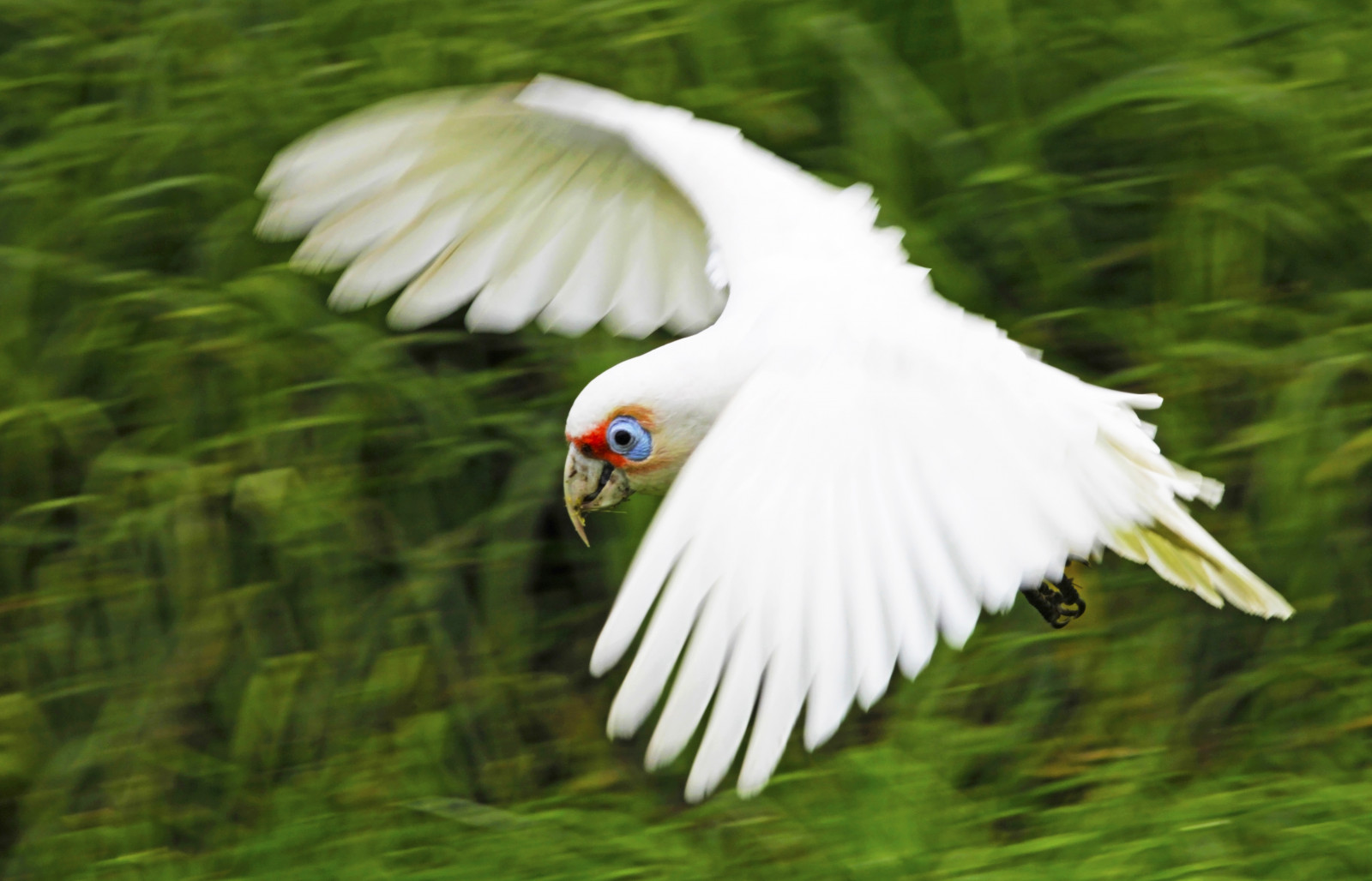 pták, Příroda, Volně žijících živočichů, Papoušek, Austrálie, Victoria, influenza, ptáčník, birdinflight, Jarní výlet, Longbilledcorella, Cacatuatenuirostris, closetonature, banksiapark, concordians