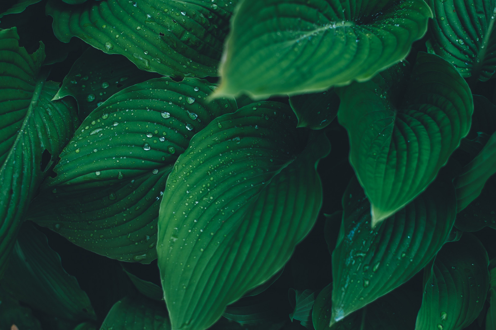 Wallpaper : alam, hijau, rumput laut, ganggang, daun, menanam, tumbuh