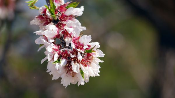 food,nature,photography,branch,petals,cherry blossom