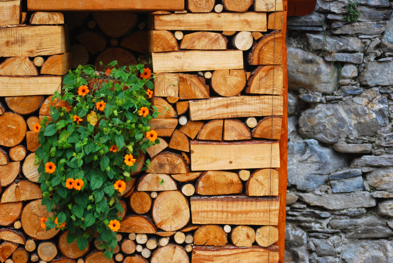 dřevo, květiny, Itálie, Příroda, Italia, kameny, natura, piemonte, Pietre, fiori, legno, Valter, Vallemaira, platinumheartaward, valter49, mairavalley, expressyourselfaward, platinumpeaceaward