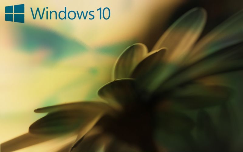 lumière du soleil,vert,Windows XP,Microsoft Windows,Windows 10,fenêtre