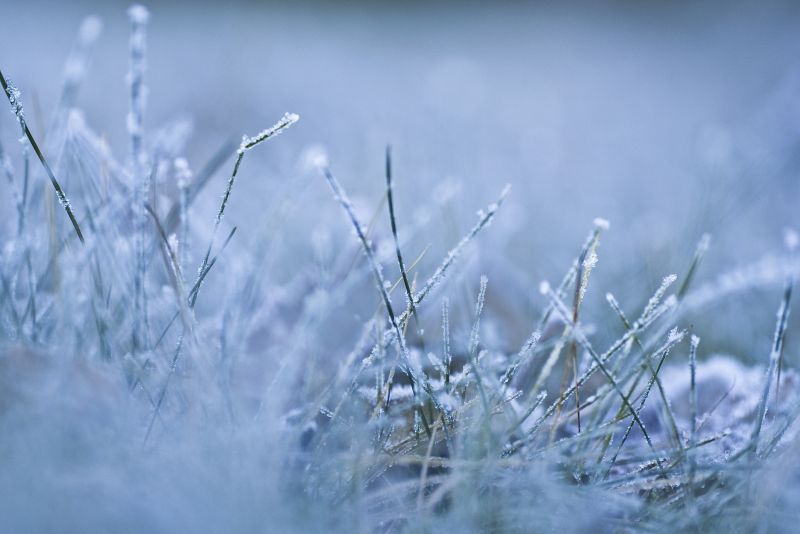 2560x1711 px,gress,makro,snø