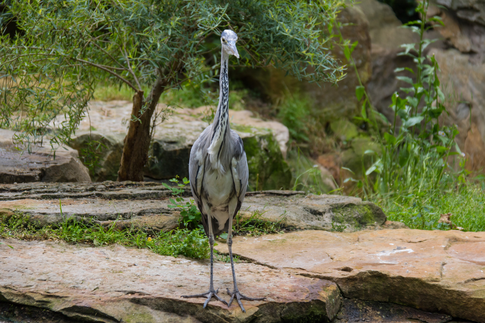 park, Německo, Volně žijících živočichů, zoologická zahrada, džungle, Berlín, zvíře, pták, volavka, DJUR, Německo, deutschland, zoologischergarten, berlinszoo, f gel, exif modelu canoneos760d, geocountry, Kamera aby kánon, geocity, Model fotoaparátu canoneos760d, geostate, geolocation, EXIF čočka efs18200mmf3556is, EXIF otvor 56, exif aby kánon, exif focallength 110mm, EXIF isospeed 125, h ger, berlinzoo, zooberlin, Djurpark, fauna, rekreace, rekreaci ve volné přírodě