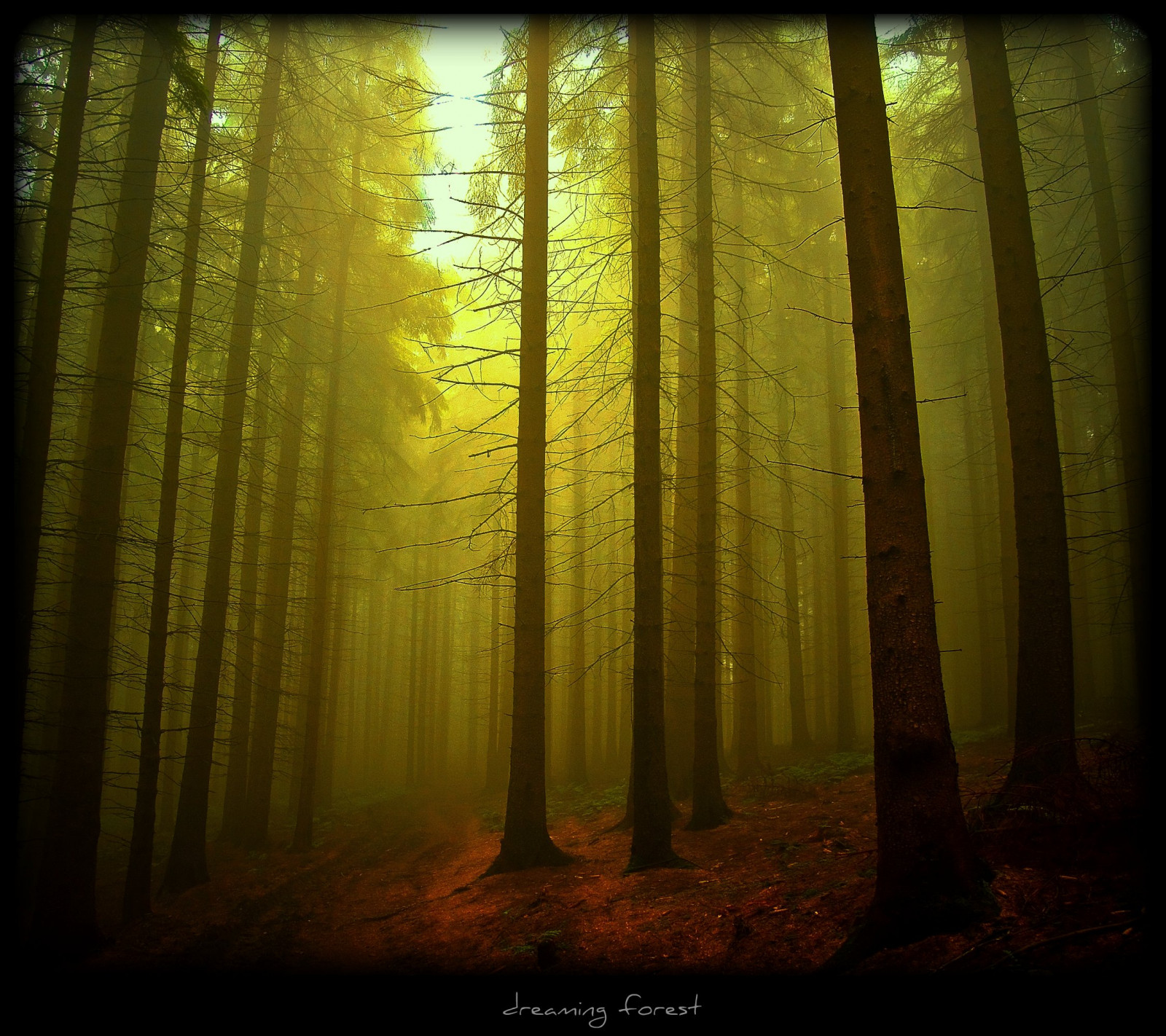 slunečnímu záření, les, Příroda, dřevo, ráno, Německo, mlha, kouzlo, atmosféra, letní, prach, cesta, UMĚNÍ, světlo, strom, podzim, mlha, cesta, sen, elitegalleryaoi, tma, tvořivý, mystik, theunforgettablepictures, bestcapturesaoi, platinumphoto, artofimages, magicunicornverybest, Oberberg, platinumsuperstar, vanagram, bestofmywinners, magicunicornmasterpiece, zálesí, masterclasselite, topseven, místo výskytu, přírodní prostředí, atmosférický jev, dřevina, závod stonek