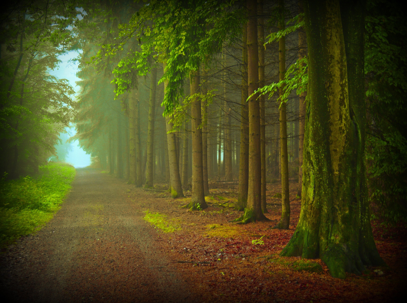 slunečnímu záření, les, Příroda, dřevo, větev, zelená, ráno, mlha, prach, džungle, cesta, jaro, UMĚNÍ, světlo, strom, podzim, list, rostlina, sezóna, cesta, tma, tvořivý, naturesfinest, abigfave, platinumheartaward, theunforgettablepictures, platinumphoto, Oberberg, vosplusbellesphotos, zálesí, searchthebest, místo výskytu, přírodní prostředí, atmosférický jev, počítač tapeta, dřevina, prales, opadavý, foh