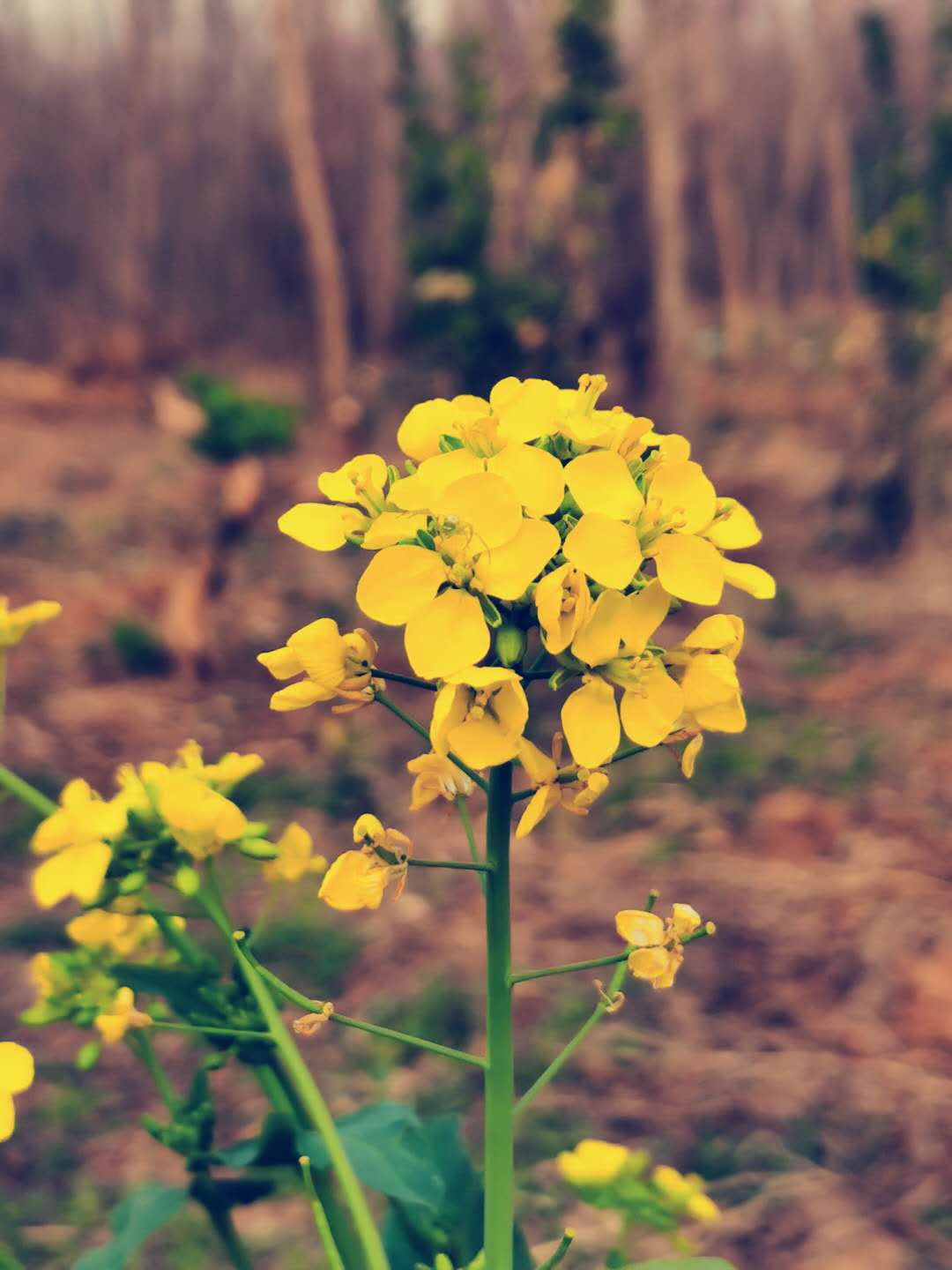 flower game, plant pot