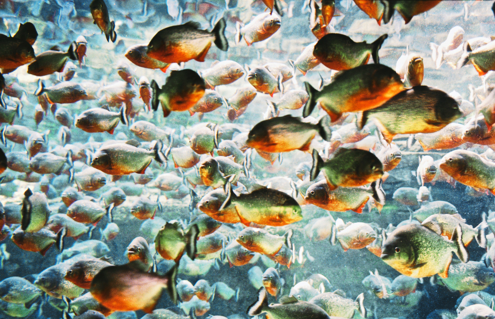 Ryba, film, analogový, 35MM, Kodaň, akvárium, Voigtlander, Bessa, obilí, analog, Fisk, k benhavn, pirat, piraně, denbl planeta