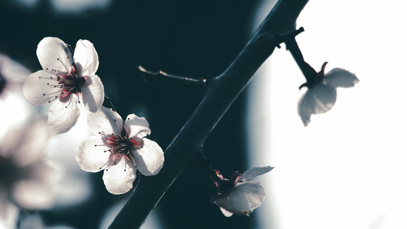 Wallpaper : white, flower, spring, branch, flora, petal, cherry blossom