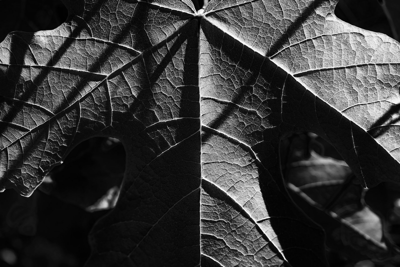 listy, bílý, Černá, černobílý, stín, fotografování, Sony, život, RX1R, úhel, R, Mono, světlo, stíny, list, washington, ještě pořád, tělesné, detail, tma, Stát, rx1, wa, Černý a bílý, monochromatické fotografování, zátiší fotografování, captureonepro8, Redmond, Sonyrx1r, stock photography