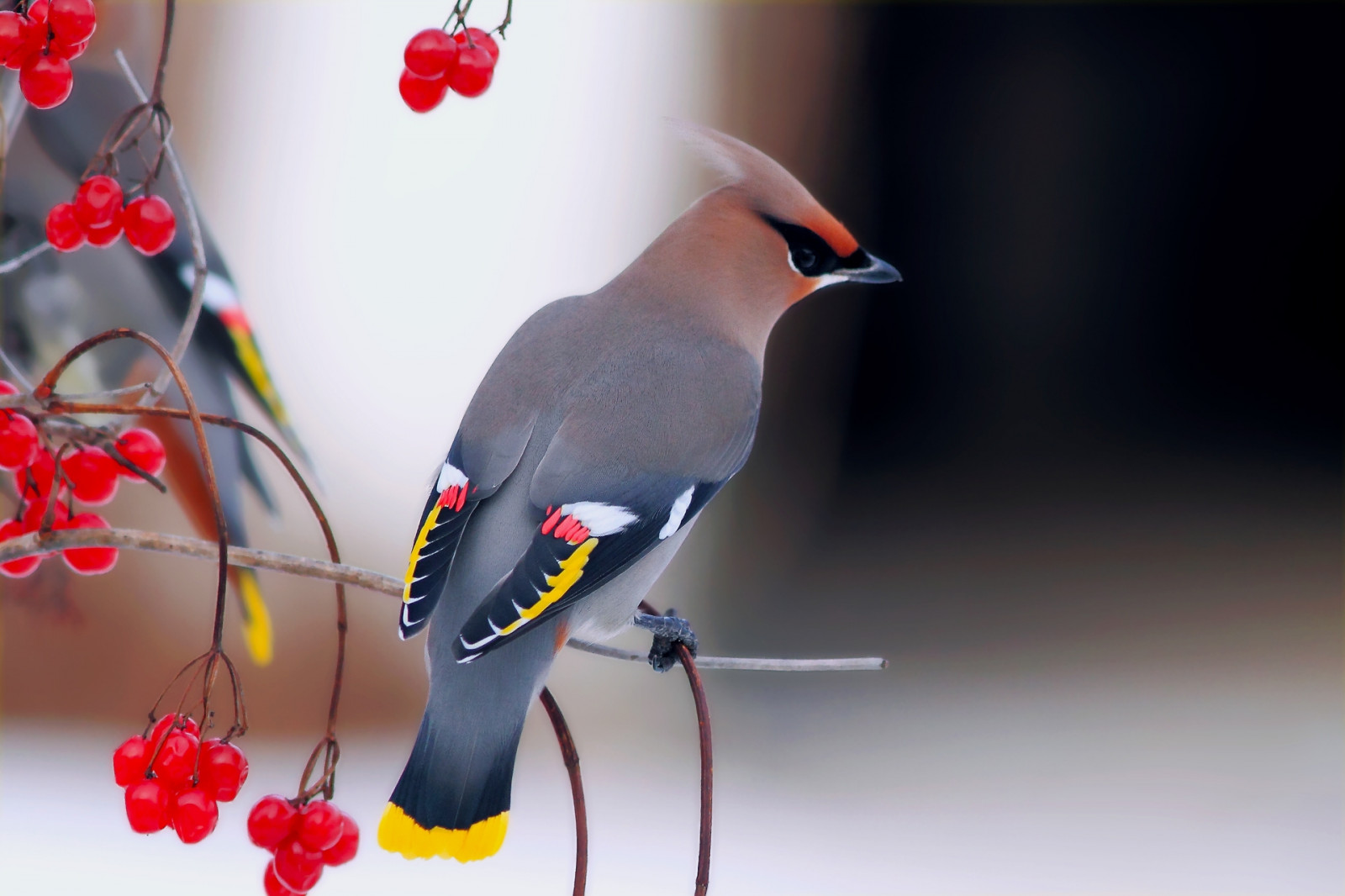 Waxwing, pájaro, rama, baya, sentar