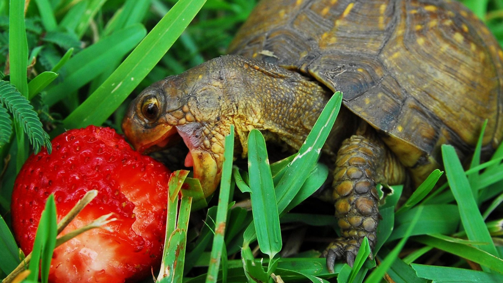 1920x1080 px, eetlust, rugschild, eten, gras, snuit, aardbei, schildpad