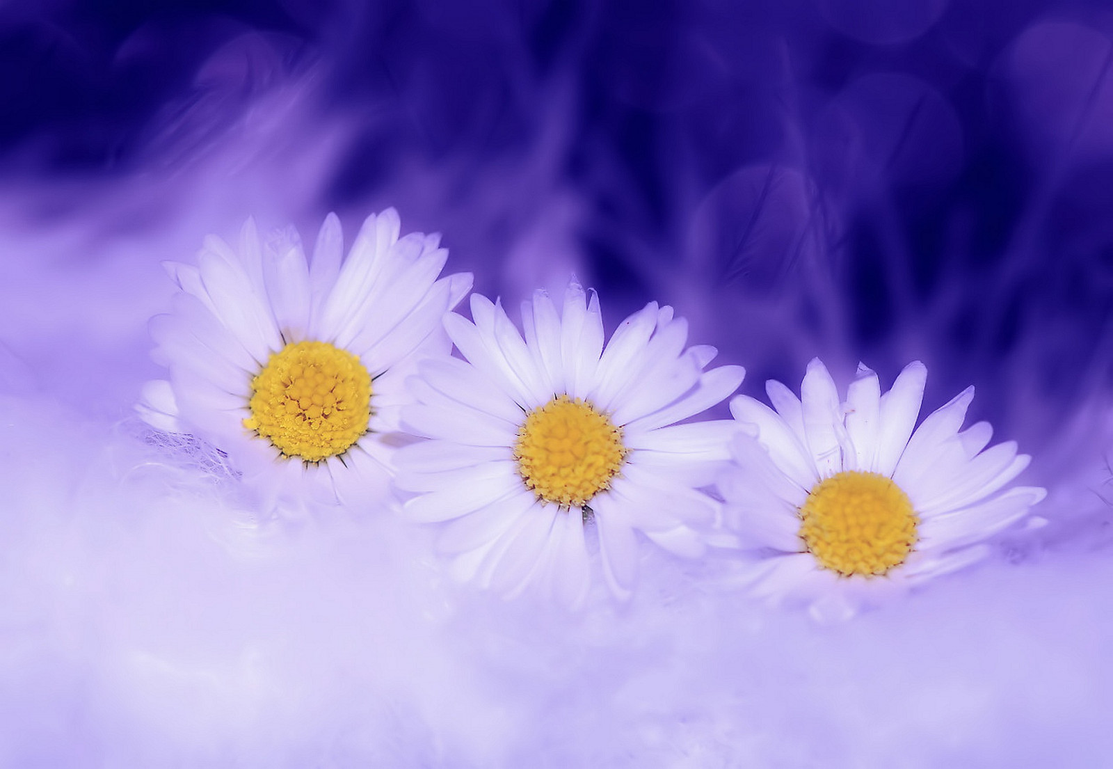 Wallpaper flowers, sky, petals, blossom, Daisy, flower, flora, petal