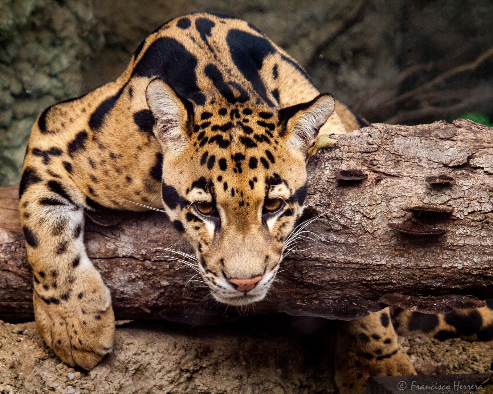 Sfondi animale, animali, mammifero, Zoo, Leopardo, noi, felino, stati Uniti, Florida, Miami