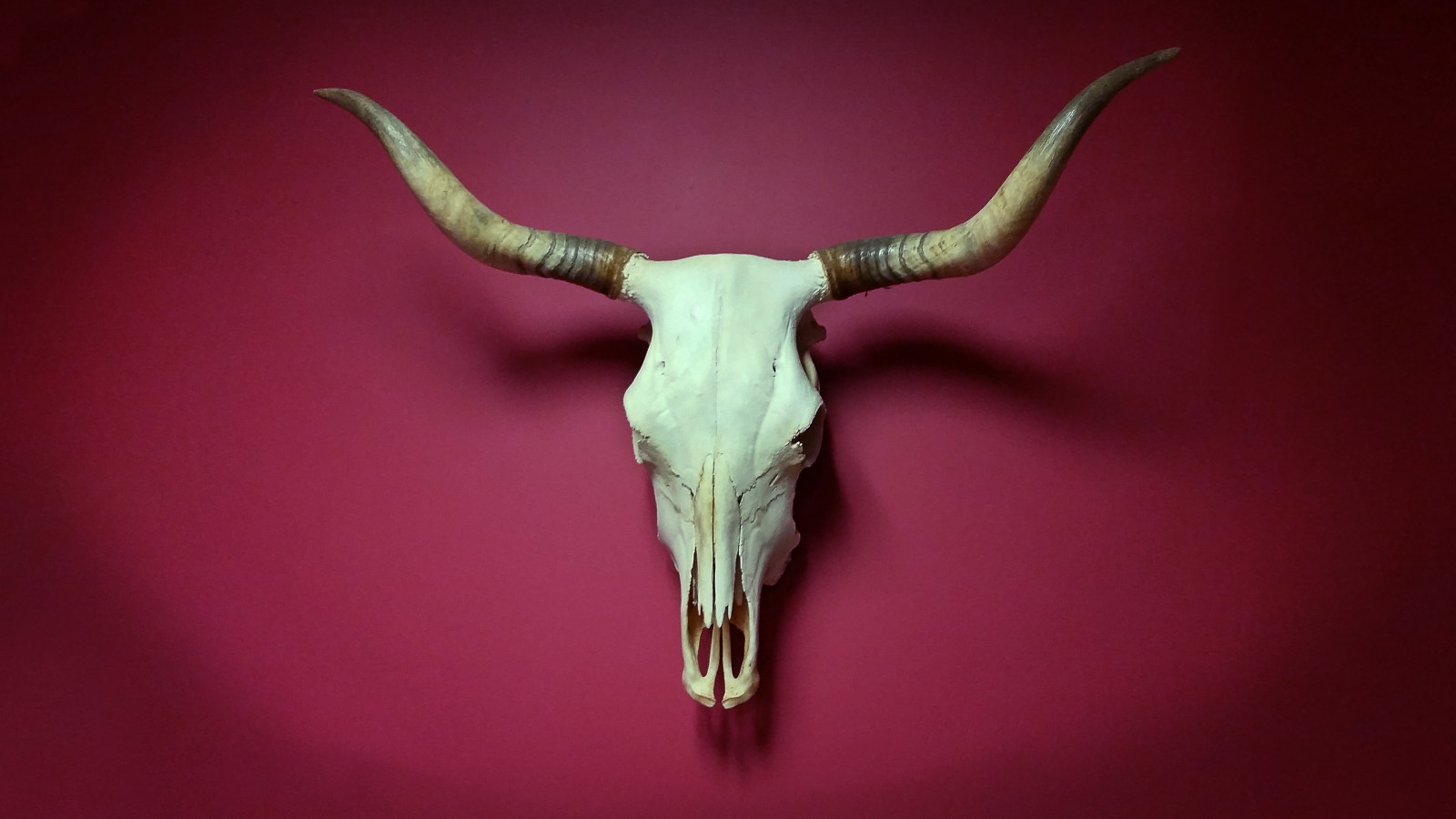 Wallpaper nature, horns, wildlife, bones, skull, death, cow, skeleton