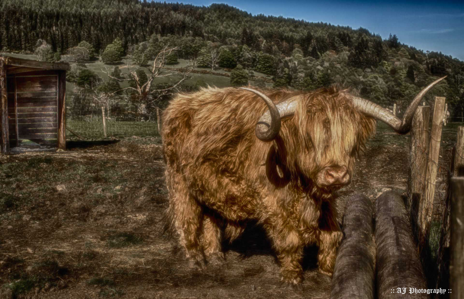 Fondos de pantalla : vaca, peludo, ganado, tierras altas, HDR 1920x1239