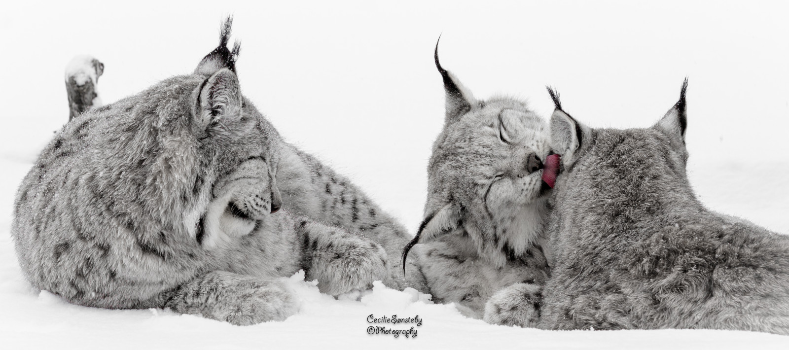 zima, Černý a bílý, tělesné, sníh, jazyk, detailní, kočka, Kánon, ngc, relaxační, čištění, npc, uvolněný, výprask, rys, gaupe, langedrag, relaxingtime, markiii, catfamily, eurasianlynx, canon5dmarkiii, ef70200mmf28lisiiusm, ef70200mmf28liiisusm